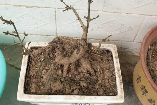 独杆迎春花的修剪方法，在它开花的时候进行修剪