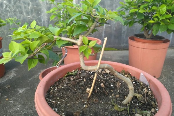 寒丁子的种植方法，生长期每天都应当浇水一次