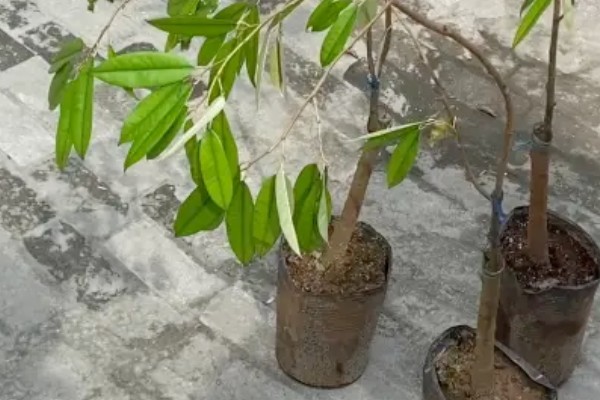 榴莲小树苗的外形特点，其叶片呈长卵形