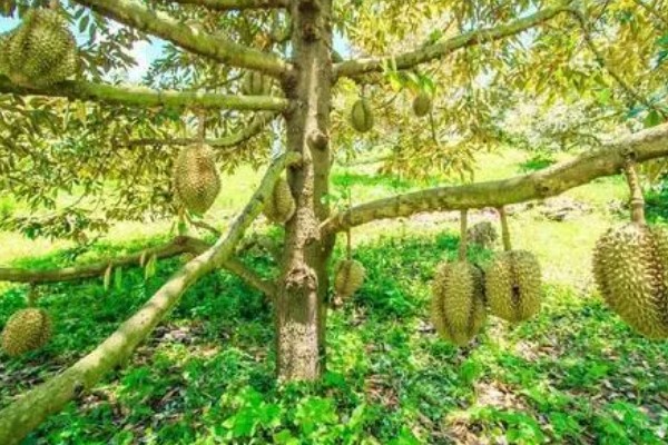 榴莲小树苗的外形特点，其叶片呈长卵形