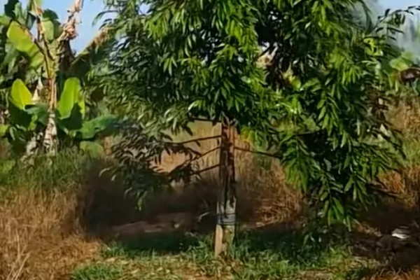 榴莲小树苗的外形特点，其叶片呈长卵形