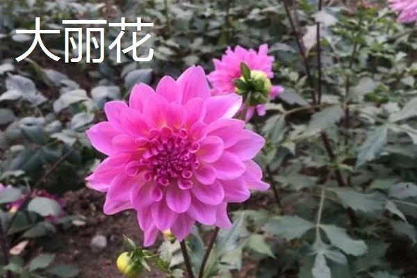 哪些植物代表秋天，常见枫树、菊花、桂花等品种
