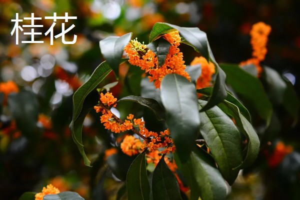 哪些植物代表秋天，常见枫树、菊花、桂花等品种