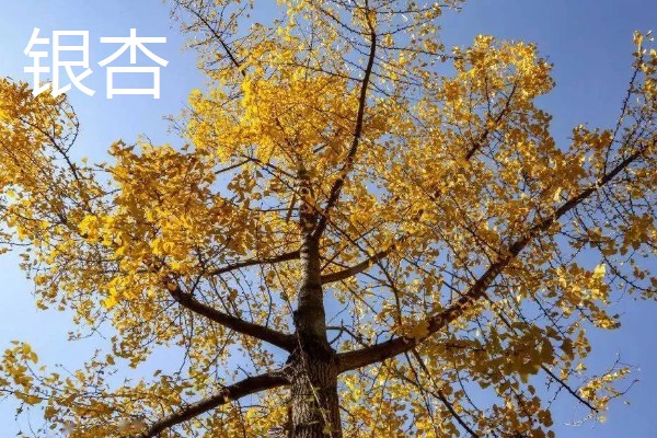 哪些植物代表秋天，常见枫树、菊花、桂花等品种