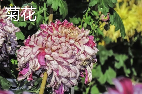 哪些植物代表秋天，常见枫树、菊花、桂花等品种