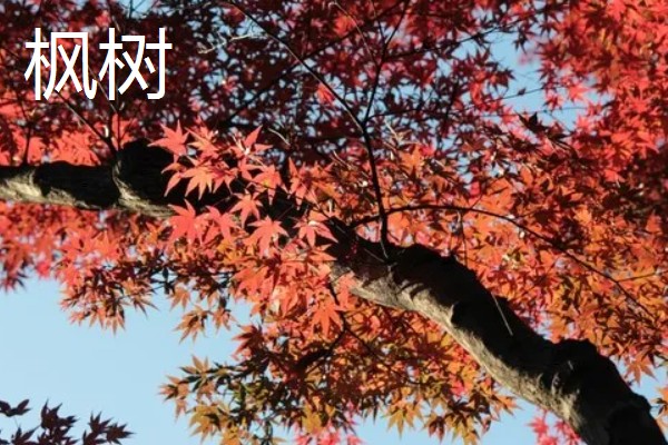 哪些植物代表秋天，常见枫树、菊花、桂花等品种
