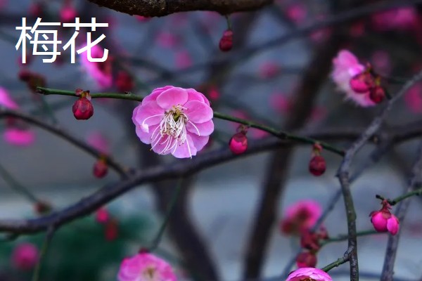 哪些植物代表秋天，常见枫树、菊花、桂花等品种
