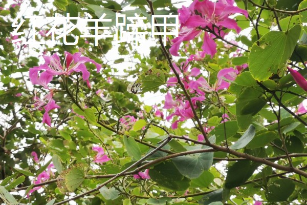 哪些植物代表秋天，常见枫树、菊花、桂花等品种