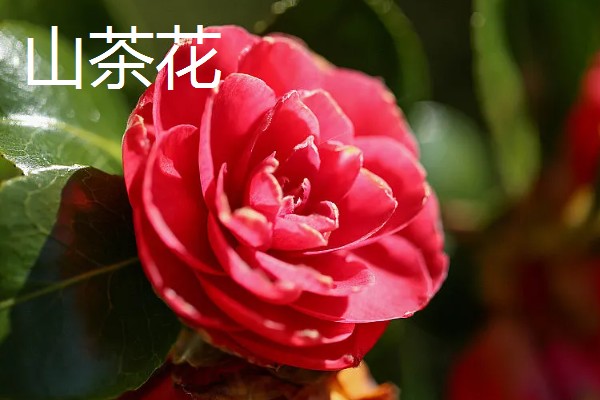 哪些植物代表秋天，常见枫树、菊花、桂花等品种