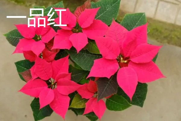 哪些植物代表秋天，常见枫树、菊花、桂花等品种