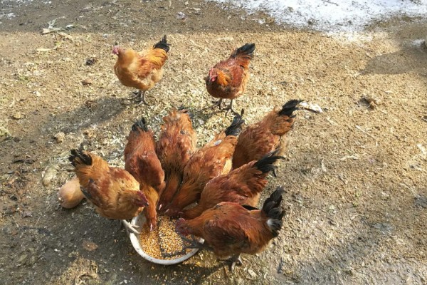 鸡不下蛋了的原因，可能是患上了卵黄性腹膜炎