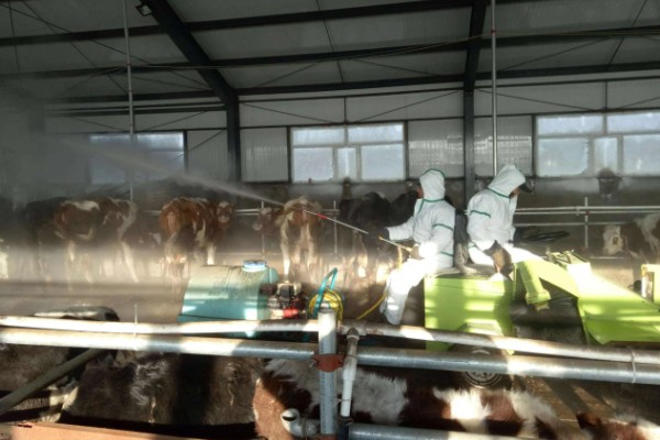 新生牛犊拉绿屎的原因，可能是采食了过多的嫩芽和青草
