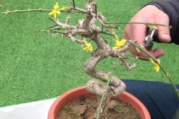 独杆迎春花的修剪方法，在它开花的时候进行修剪