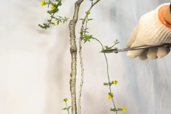 独杆迎春花的修剪方法，在它开花的时候进行修剪