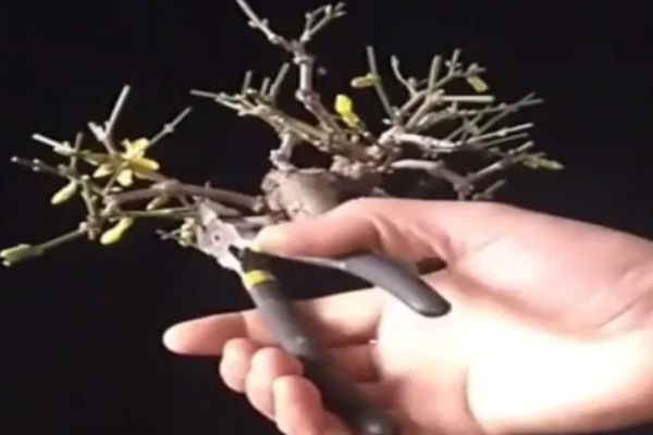 独杆迎春花的修剪方法，在它开花的时候进行修剪