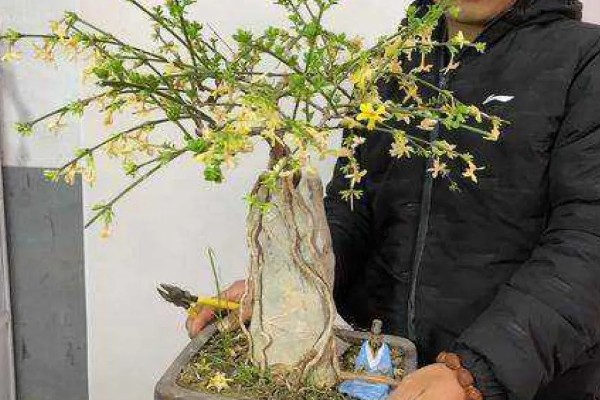 独杆迎春花的修剪方法，在它开花的时候进行修剪