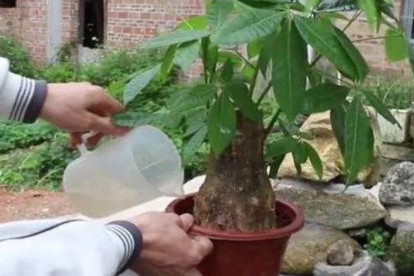 怎样养发财树才不会死，冬季要保持土壤偏干燥