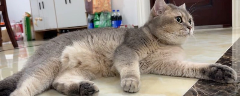 猫咪鼻炎的症状，慢性鼻炎和急性鼻炎的症状不同