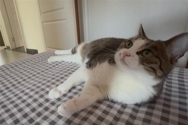 猫咪鼻炎的症状，慢性鼻炎和急性鼻炎的症状不同