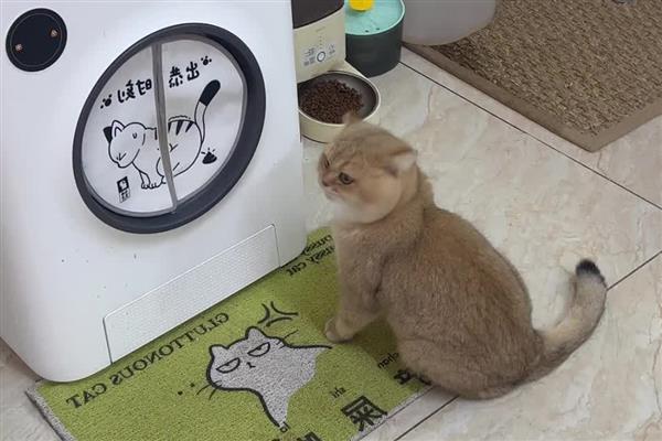 猫咪鼻炎的症状，慢性鼻炎和急性鼻炎的症状不同