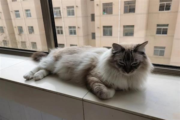 猫咪鼻炎的症状，慢性鼻炎和急性鼻炎的症状不同