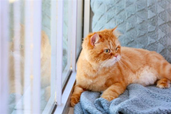 猫咪鼻炎的症状，慢性鼻炎和急性鼻炎的症状不同