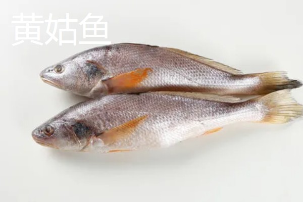 黄花鱼和黄姑鱼的区别，科属、外形、肉质都不同