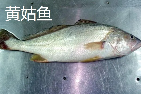 黄花鱼和黄姑鱼的区别，科属、外形、肉质都不同