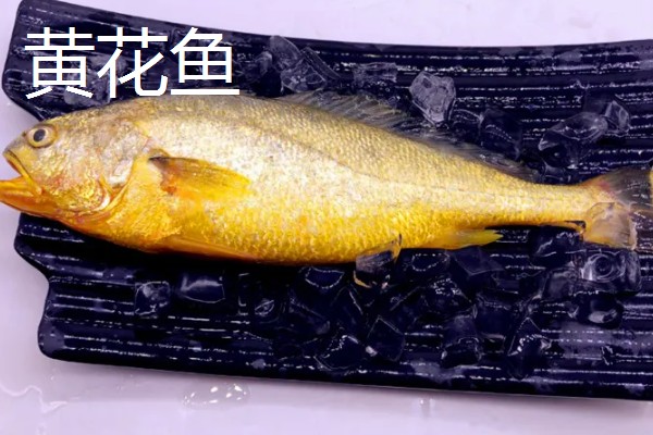 黄花鱼和黄姑鱼的区别，科属、外形、肉质都不同