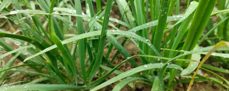 韭菜收割后怎样浇水施肥，收割后不可马上浇水施肥