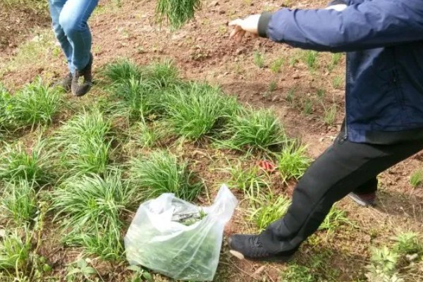 韭菜收割后怎样浇水施肥，收割后不可马上浇水施肥