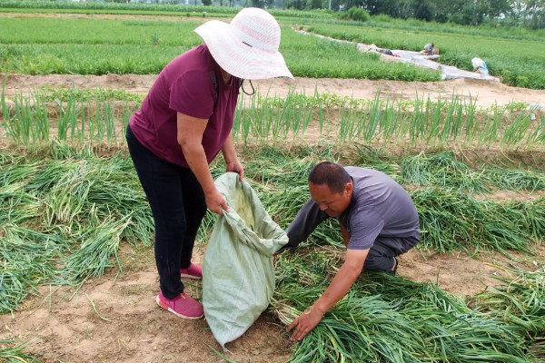 韭菜收割后怎样浇水施肥，收割后不可马上浇水施肥