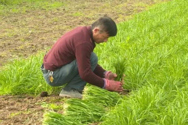 韭菜收割后怎样浇水施肥，收割后不可马上浇水施肥