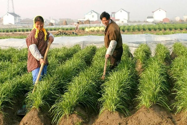 韭菜收割后怎样浇水施肥，收割后不可马上浇水施肥