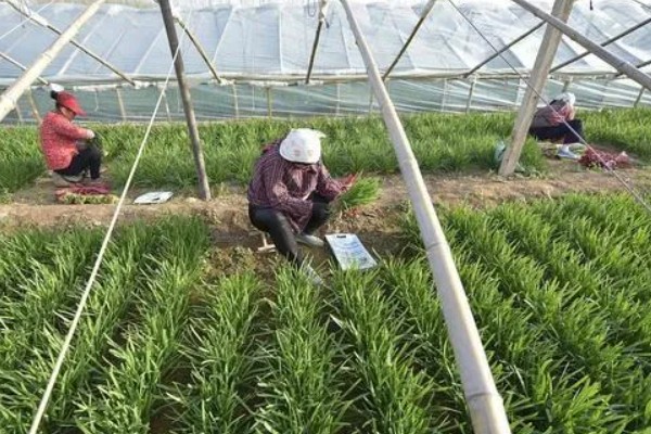 韭菜收割后怎样浇水施肥，收割后不可马上浇水施肥