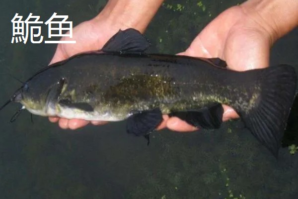 鮠鱼的产地，分布于湖南、湖北、安徽等地