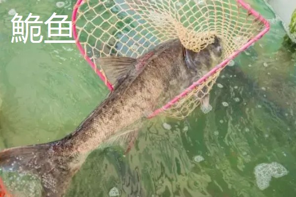 鮠鱼的产地，分布于湖南、湖北、安徽等地