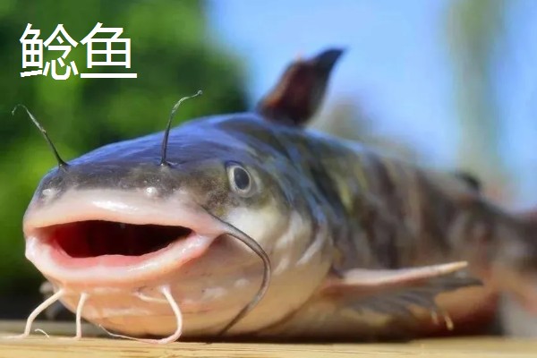 鮠鱼的产地，分布于湖南、湖北、安徽等地
