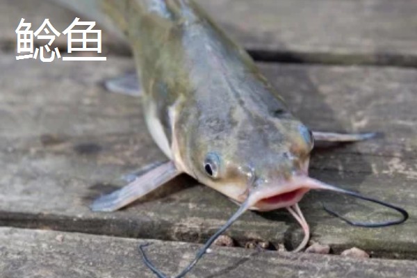 鮠鱼的产地，分布于湖南、湖北、安徽等地