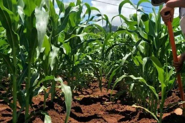 富玉917玉米种子特征特性，高抗茎腐病