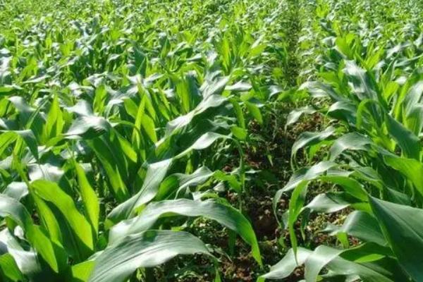 成玉228玉米种子简介，适宜密度5000株/亩