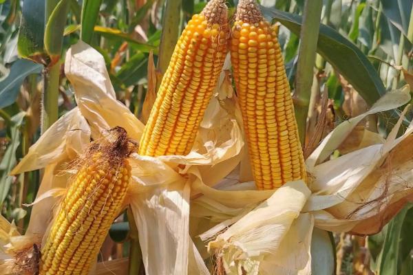 富玉917玉米种子特征特性，高抗茎腐病