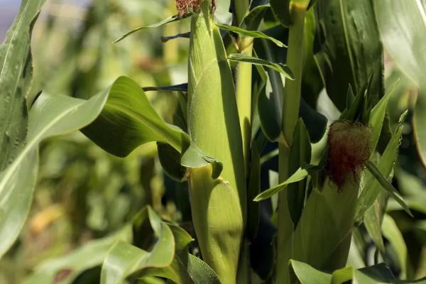 红禾928玉米品种的特性，苗期防治地老虎等地下害虫