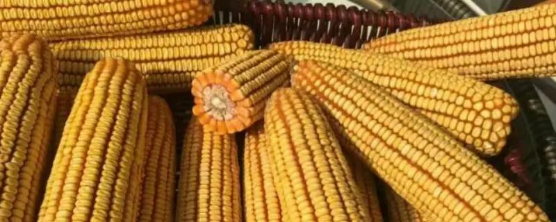 富玉917玉米种子特征特性，高抗茎腐病