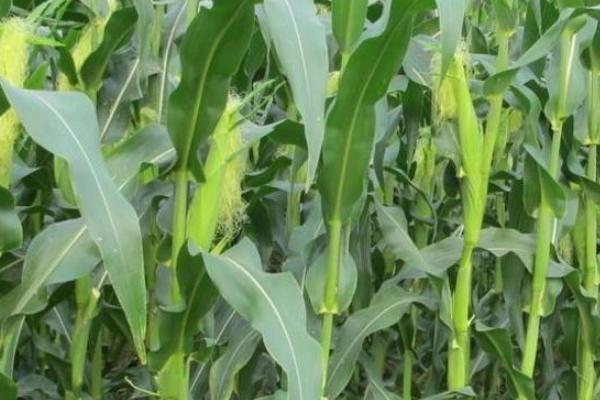 成玉221玉米品种的特性，平均生育期102.8天