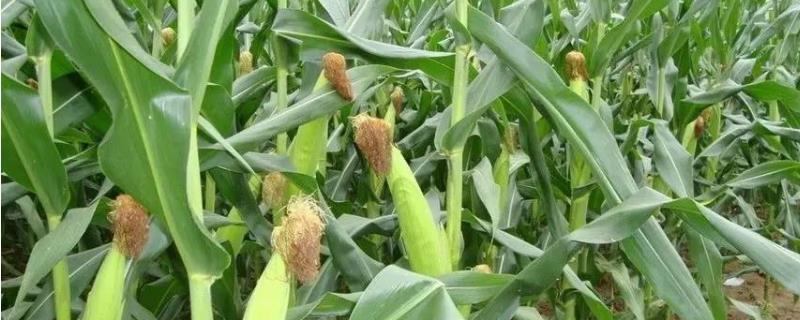 香雨甜糯1939玉米种子特点，该品种两年区试平均