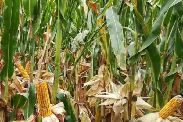 红禾966玉米种子介绍，并防治地下害虫