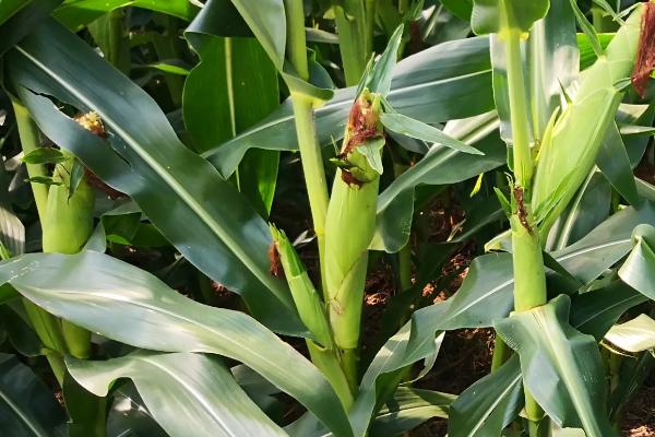 红禾966玉米种子介绍，并防治地下害虫