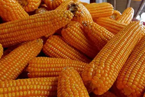 百玉9317玉米种子介绍，平均生育期102.3天