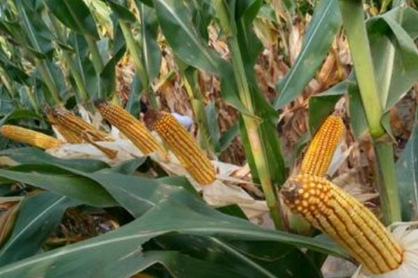 成玉221玉米品种的特性，平均生育期102.8天